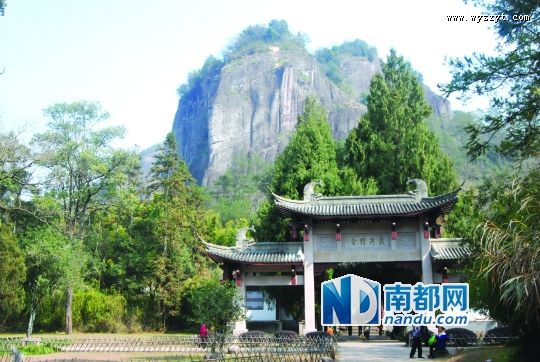 新上市的大红袍淡化了乡愁