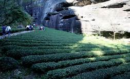 武夷岩茶“岩韵”之叙说
